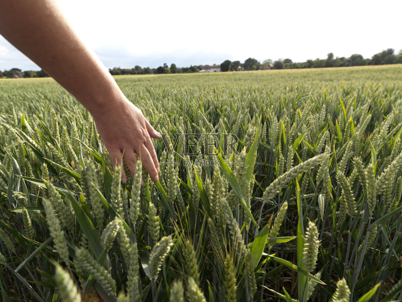 麦田照片摄影图片