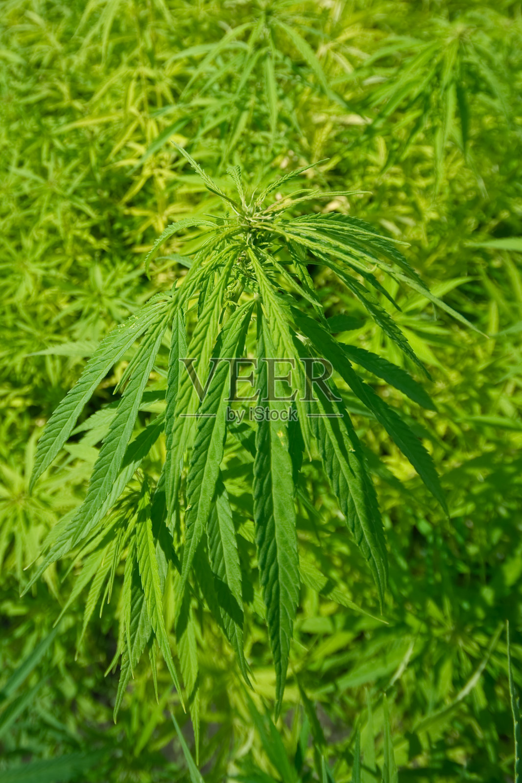 麻植物照片摄影图片