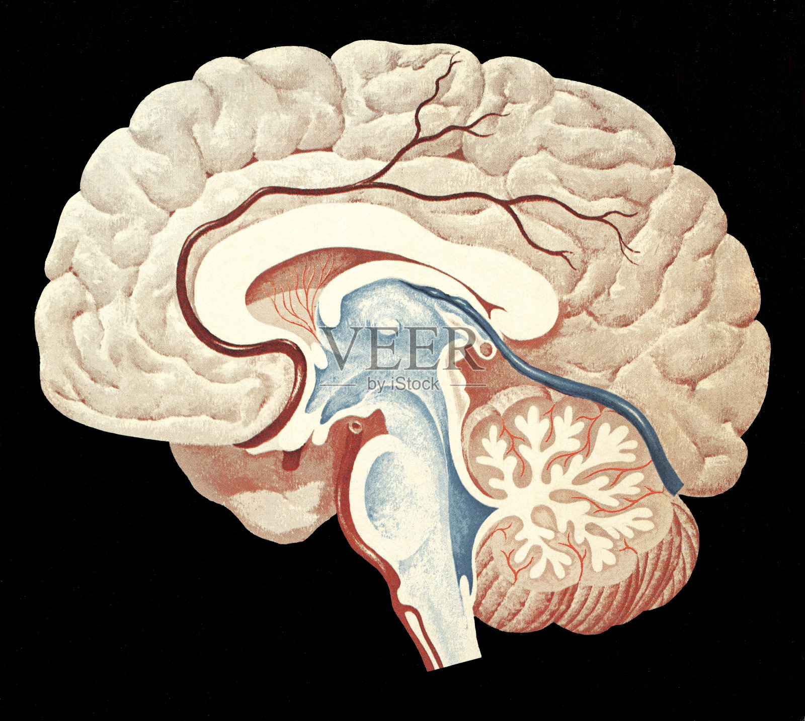 大脑照片摄影图片