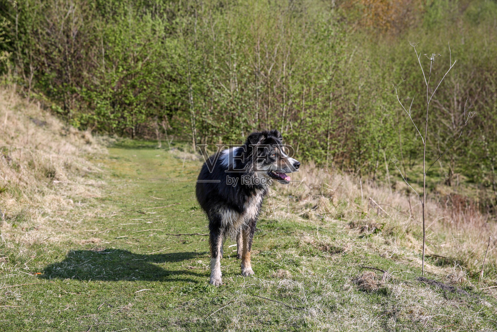 乡间小路上的边境牧羊犬照片摄影图片