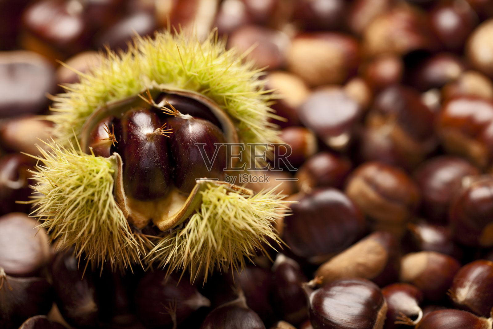 栗子照片摄影图片