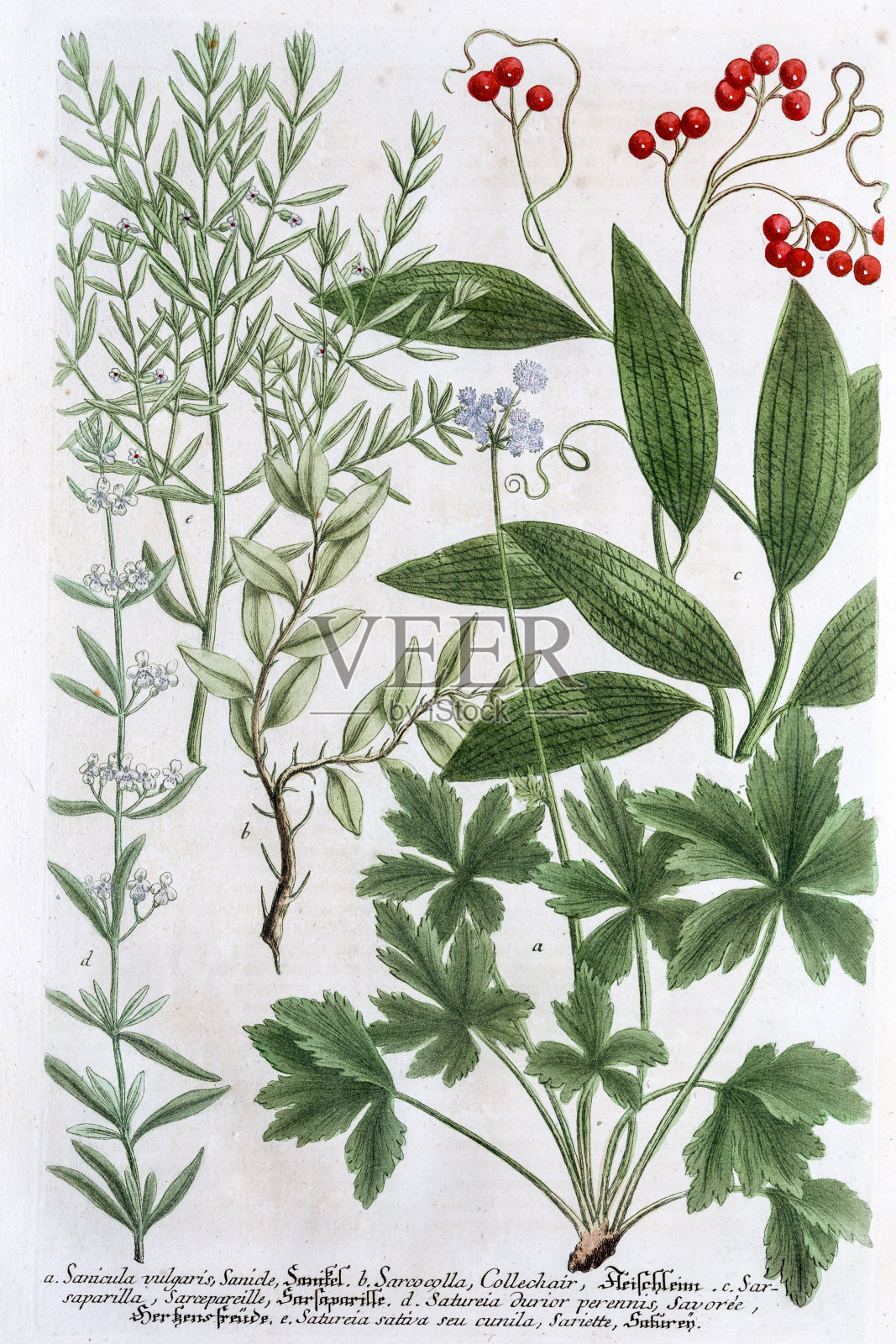 一种18世纪的植物图例设计元素图片