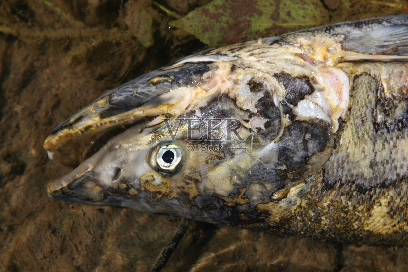 产卵鲑鱼照片摄影图片