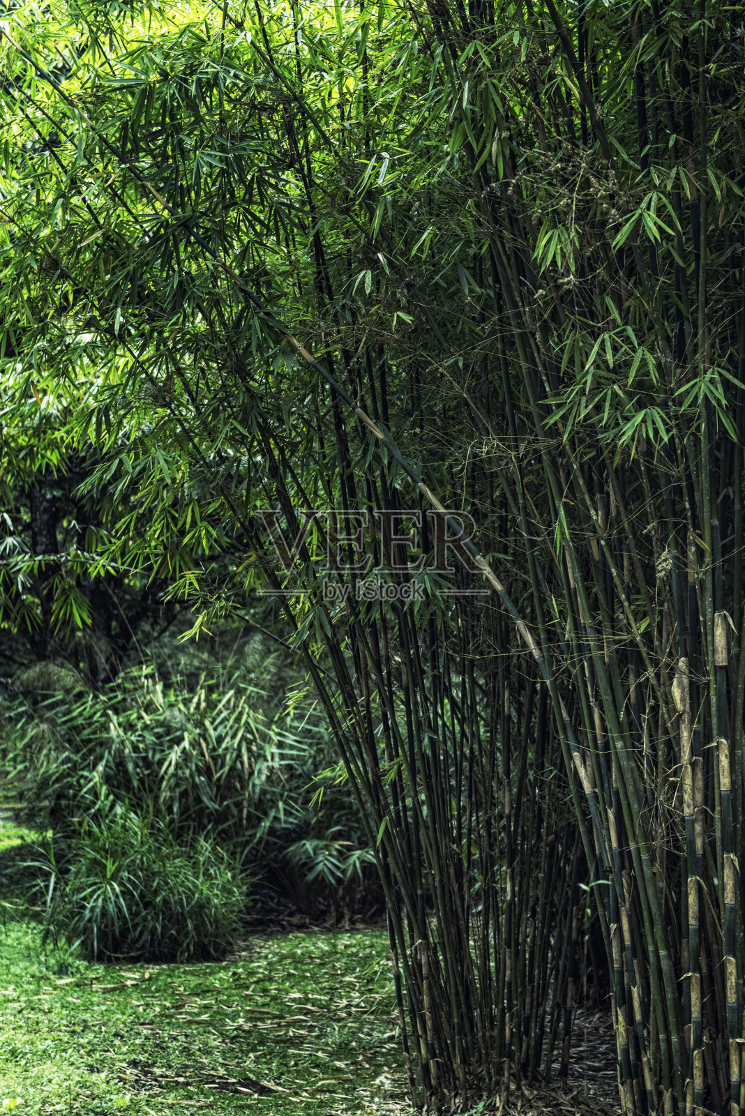 竹子照片摄影图片