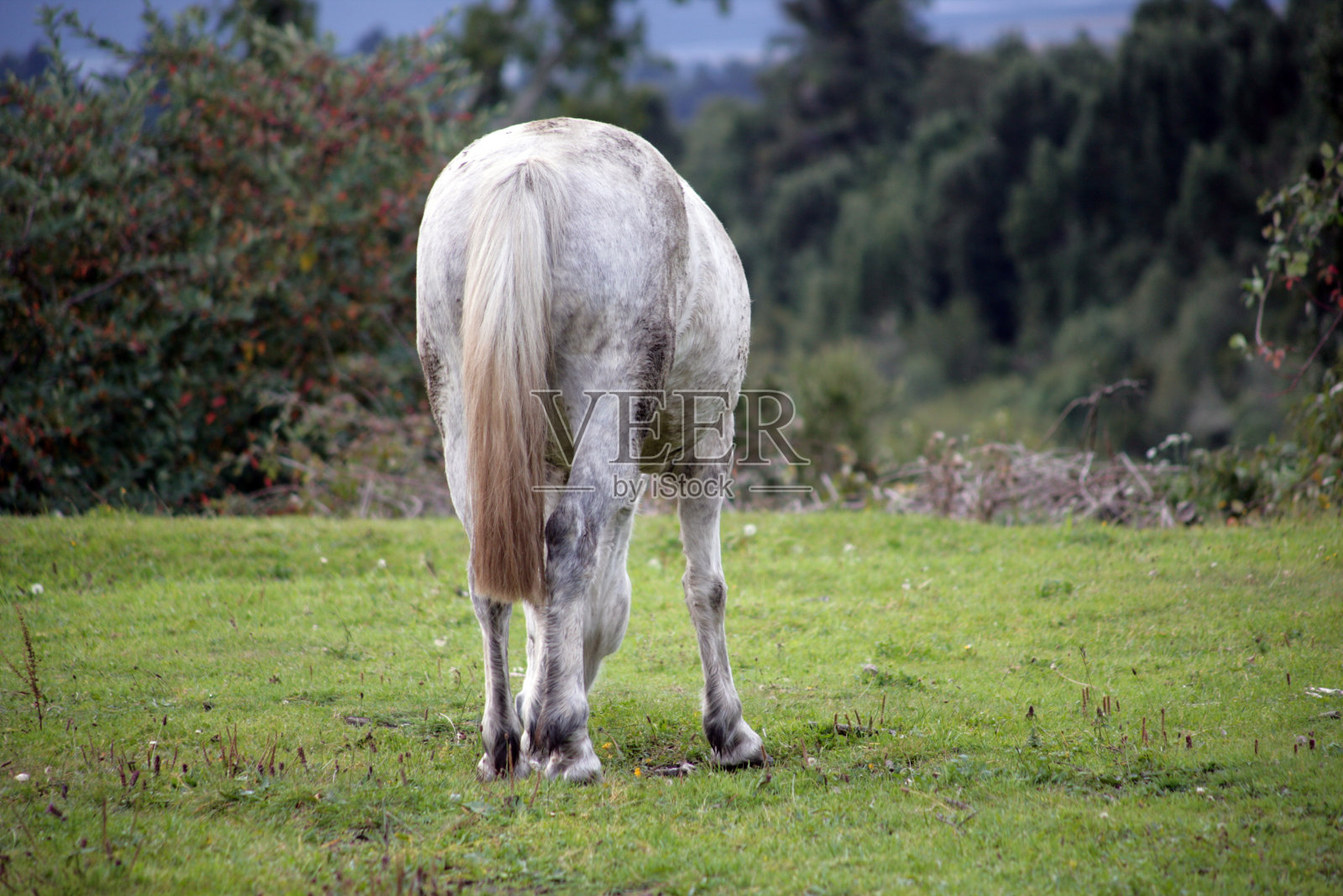 马01照片摄影图片