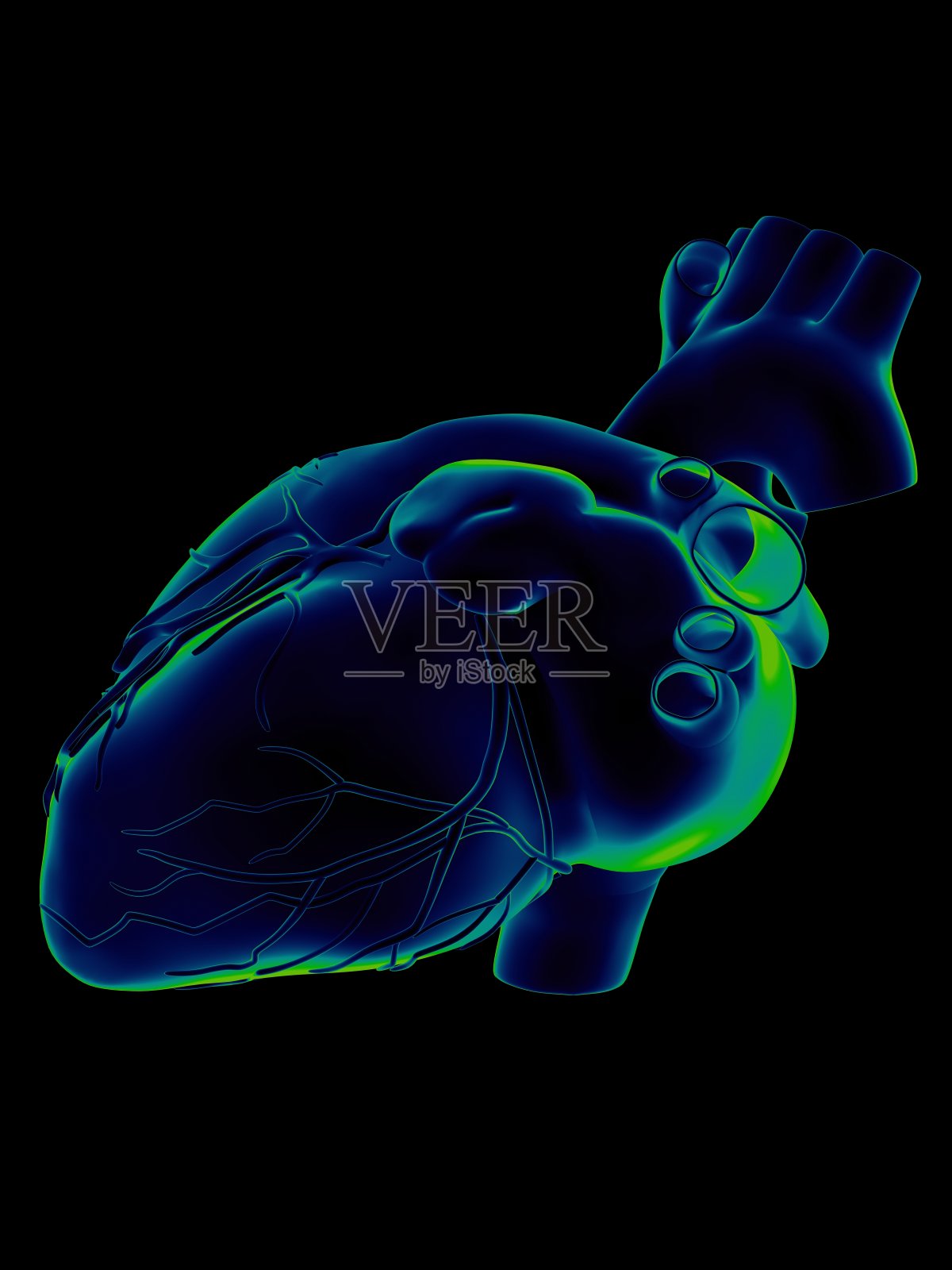 用于医学研究的人类心脏照片摄影图片