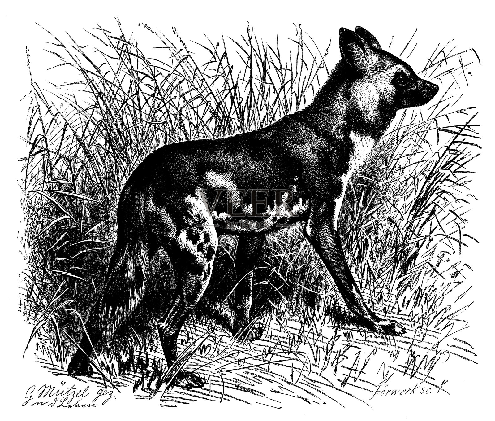 非洲野狗古董插图(吕卡翁pictus)插画图片素材