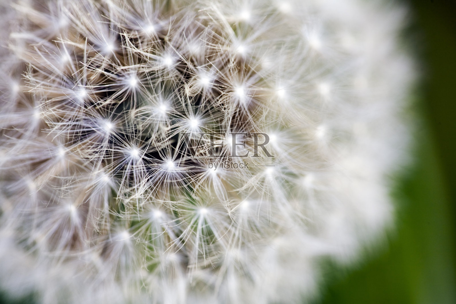 绒毛的细节照片摄影图片