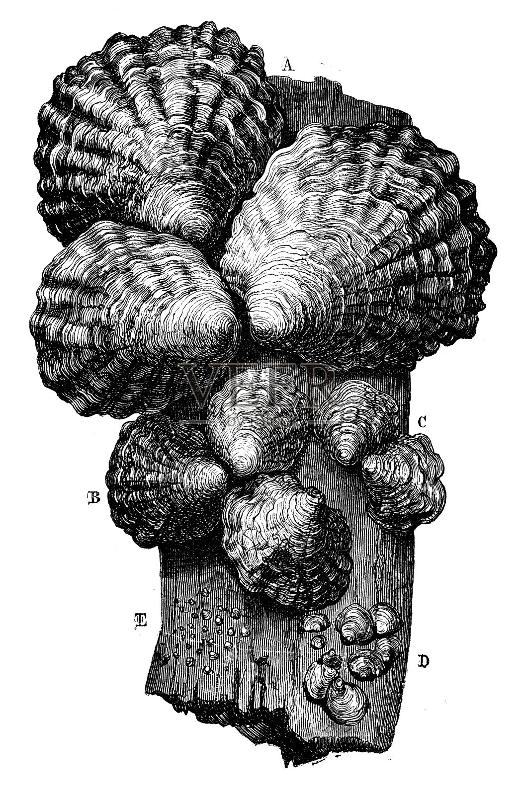古董牡蛎插图插画图片素材