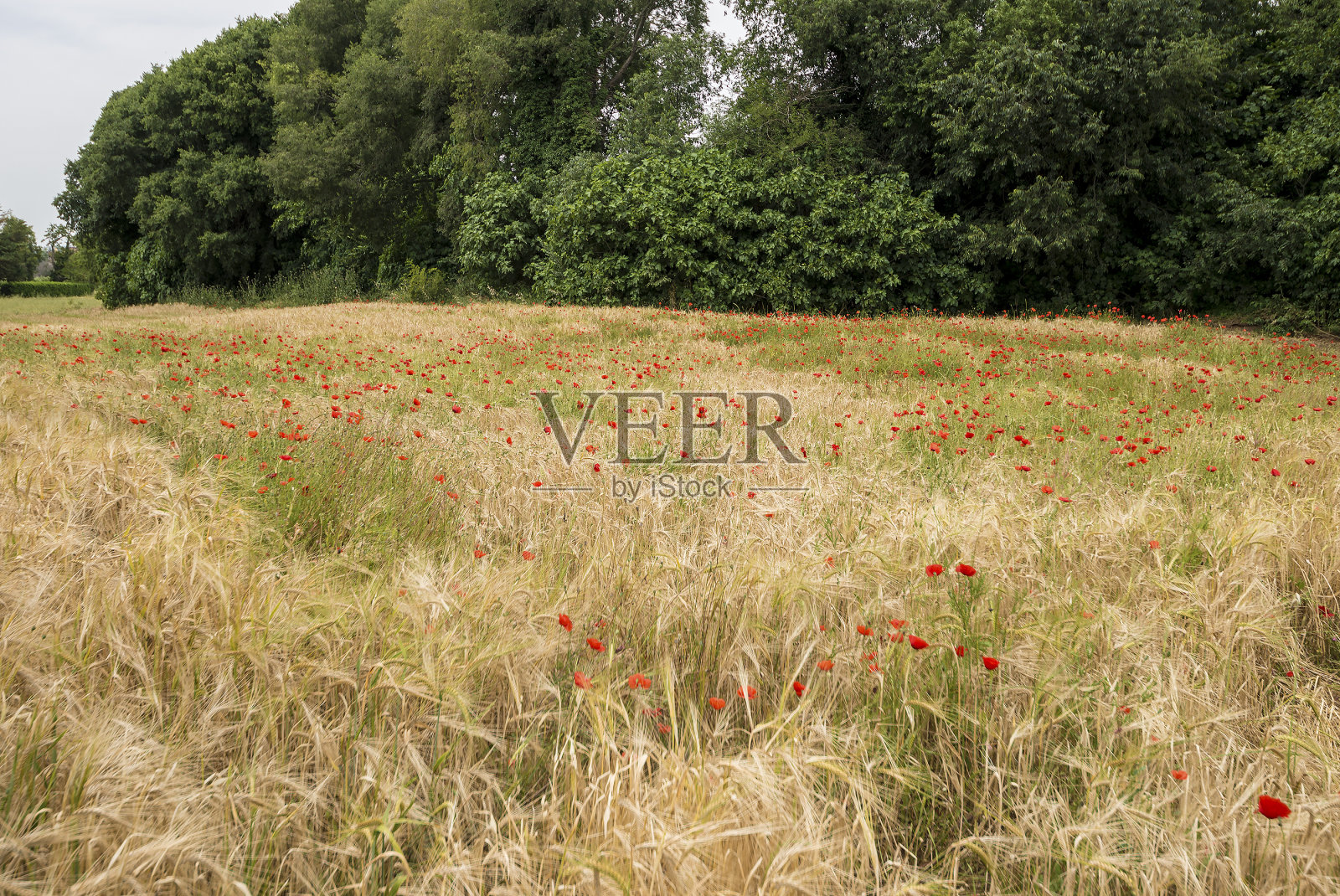 准备收割的麦穗照片摄影图片