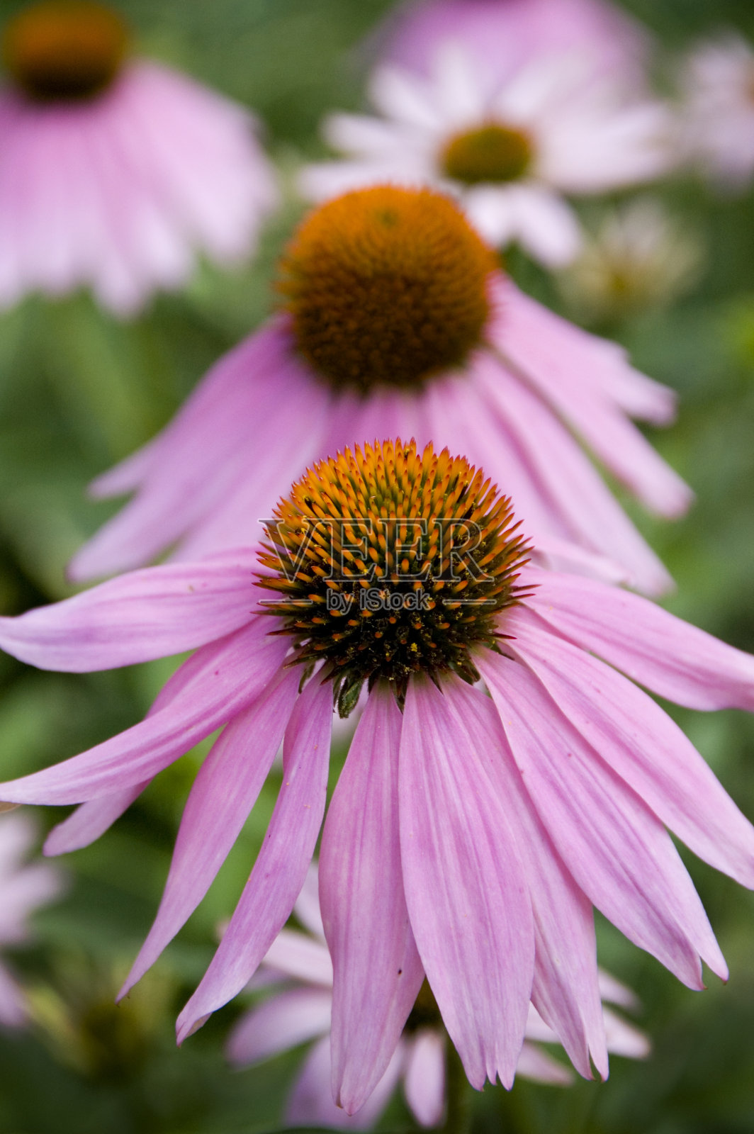 锥花照片摄影图片