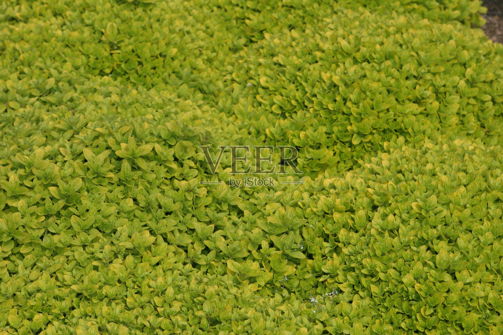 黄金马郁兰草照片摄影图片