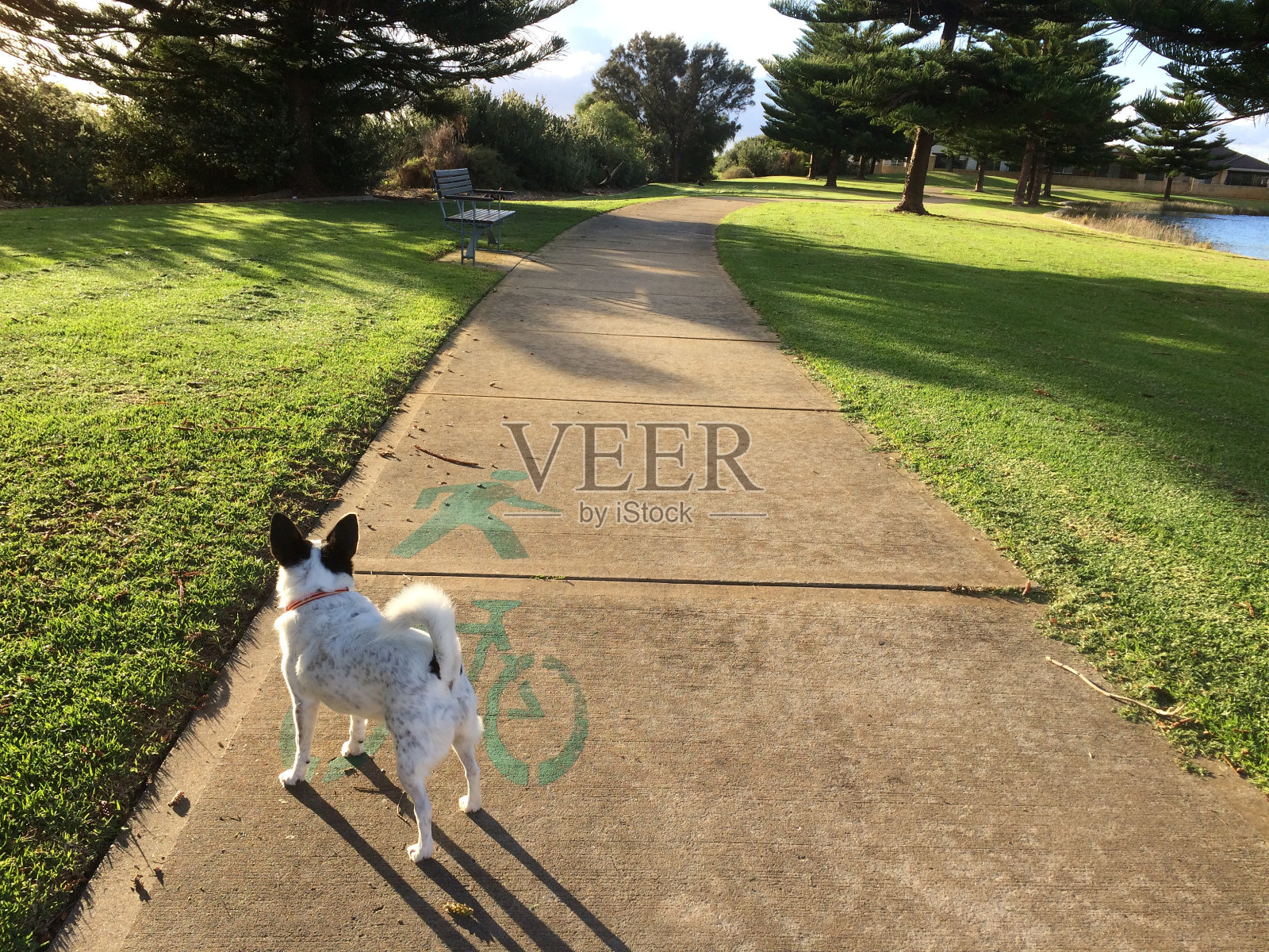 公园里的狗照片摄影图片