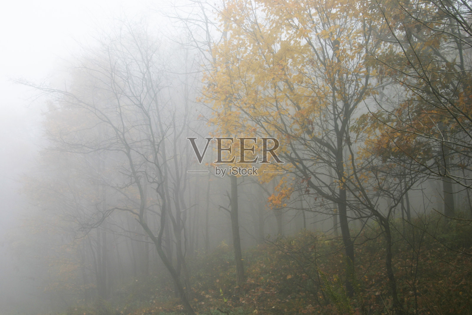 秋天的雾照片摄影图片