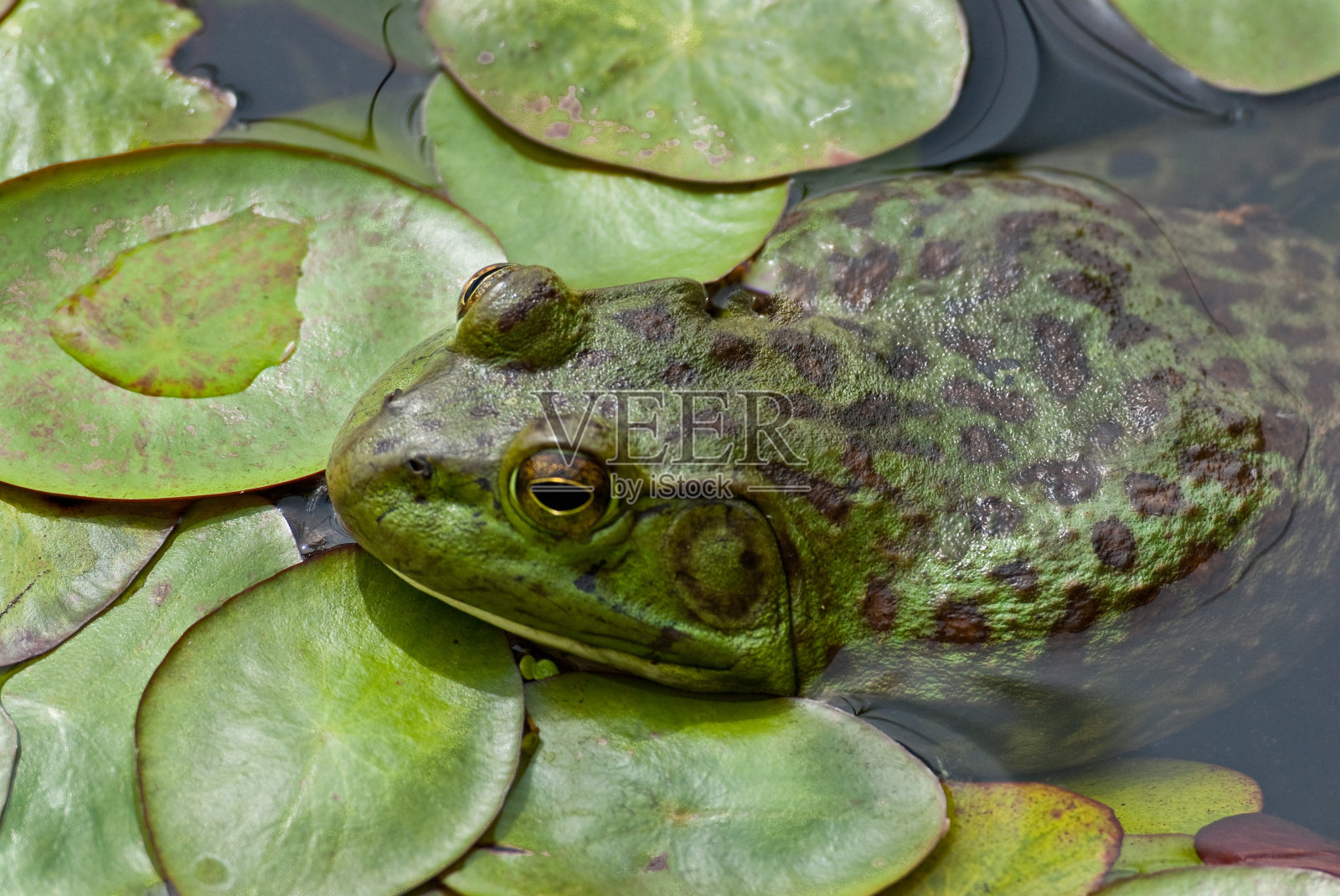 池塘里的美国牛蛙照片摄影图片