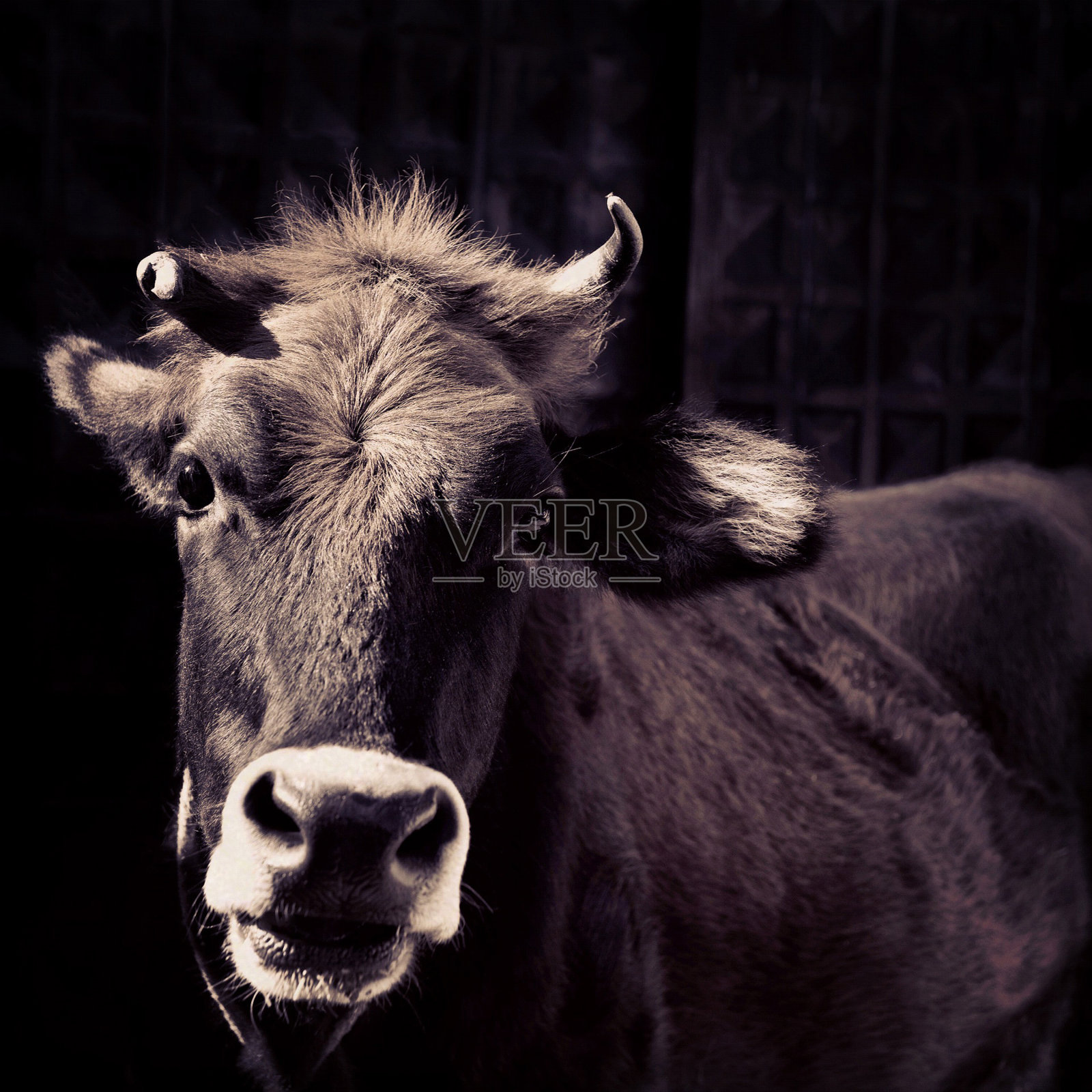 牛照片摄影图片