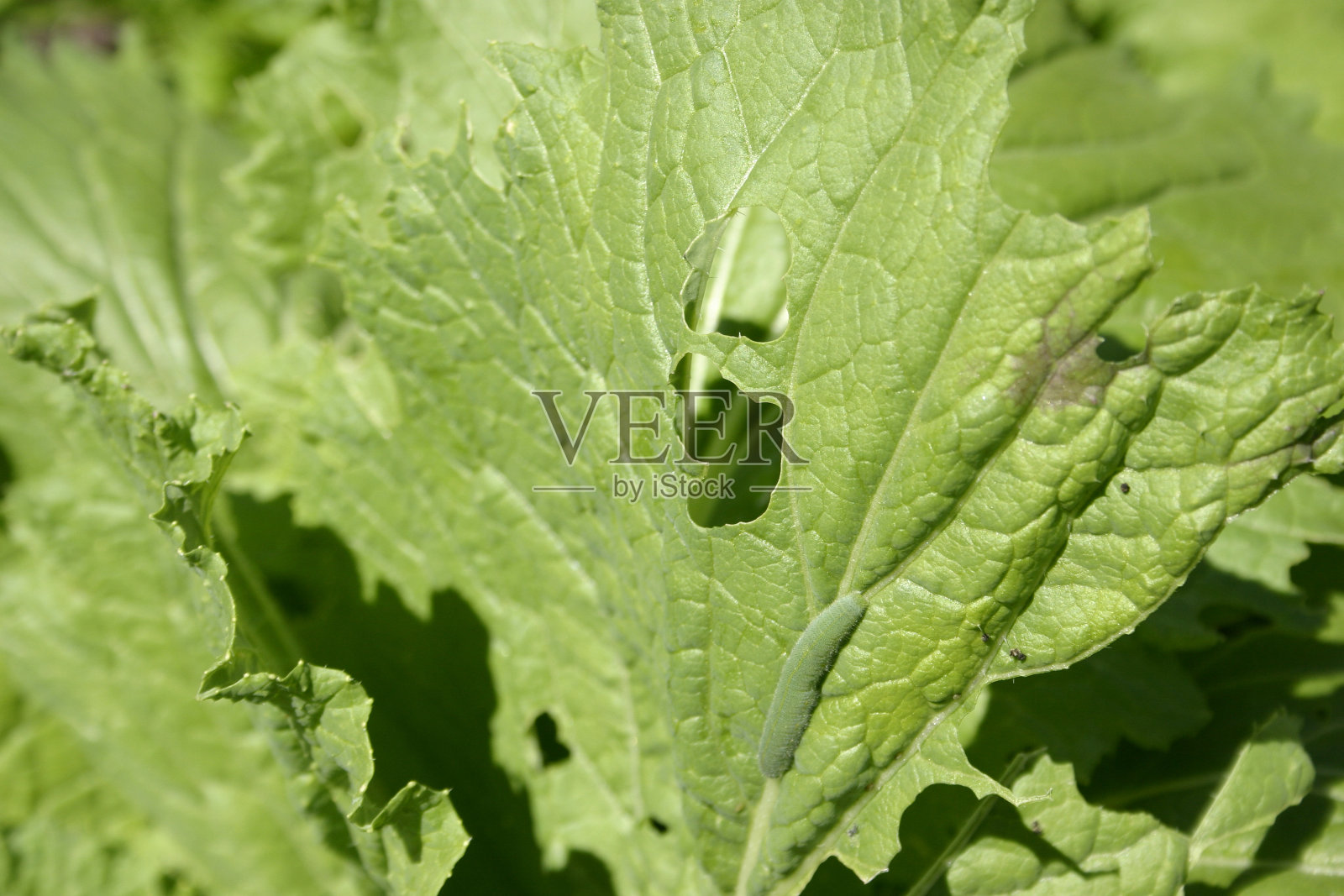 莴苣叶和毛虫吃的洞照片摄影图片