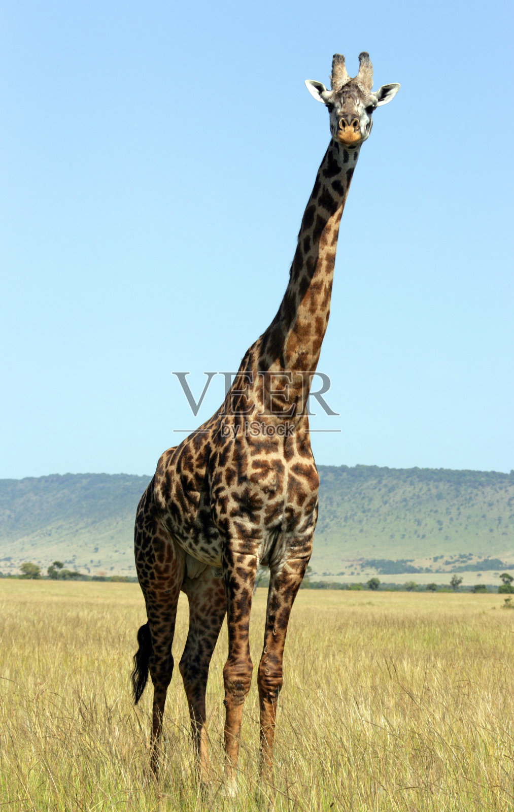 雄伟的长颈鹿照片摄影图片