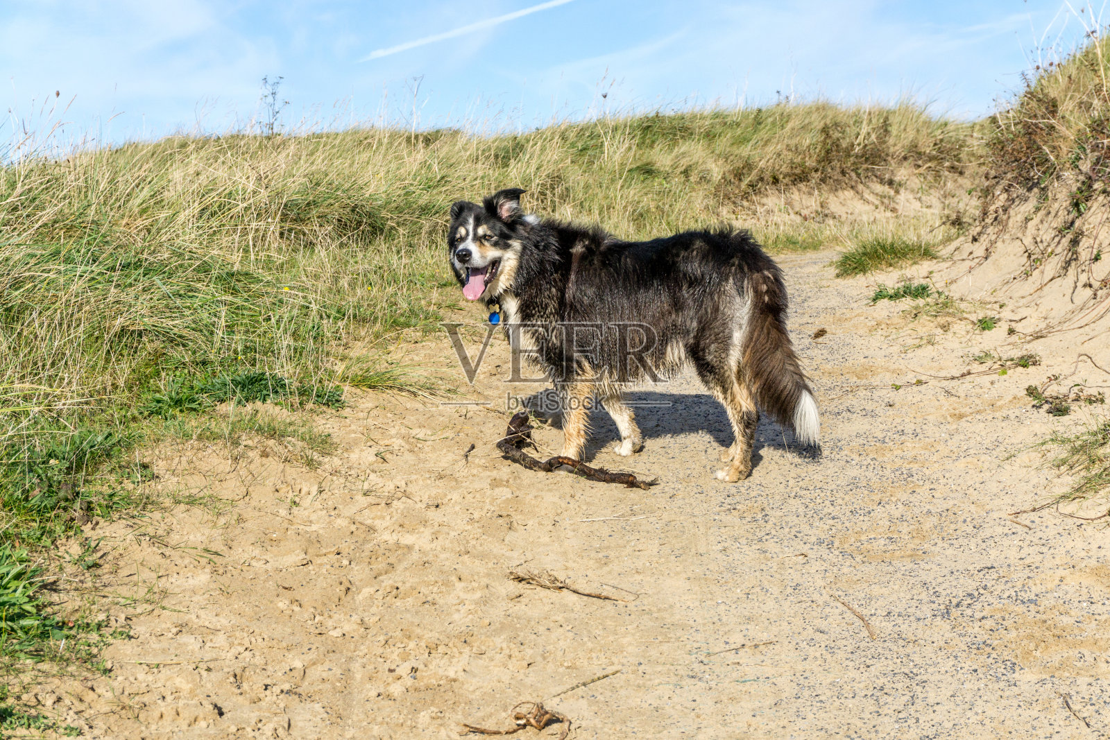 边境牧羊犬站在穿过沙丘的小路上照片摄影图片
