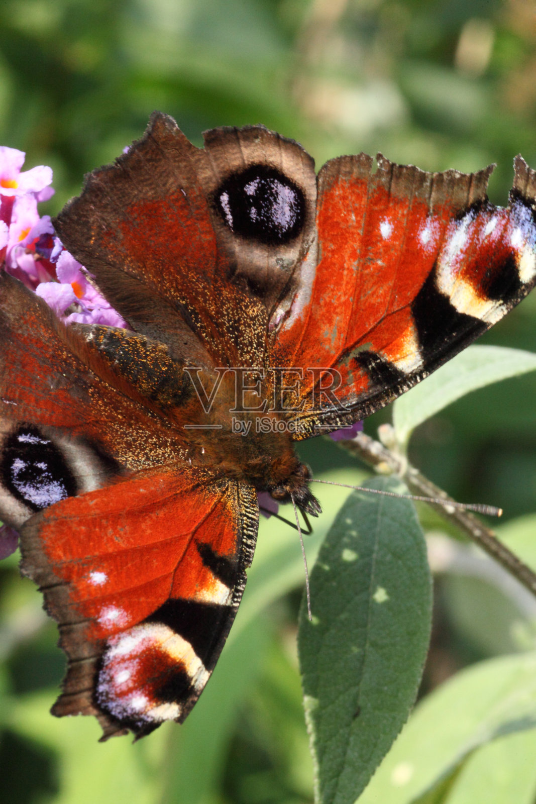 孔雀蝶照片摄影图片