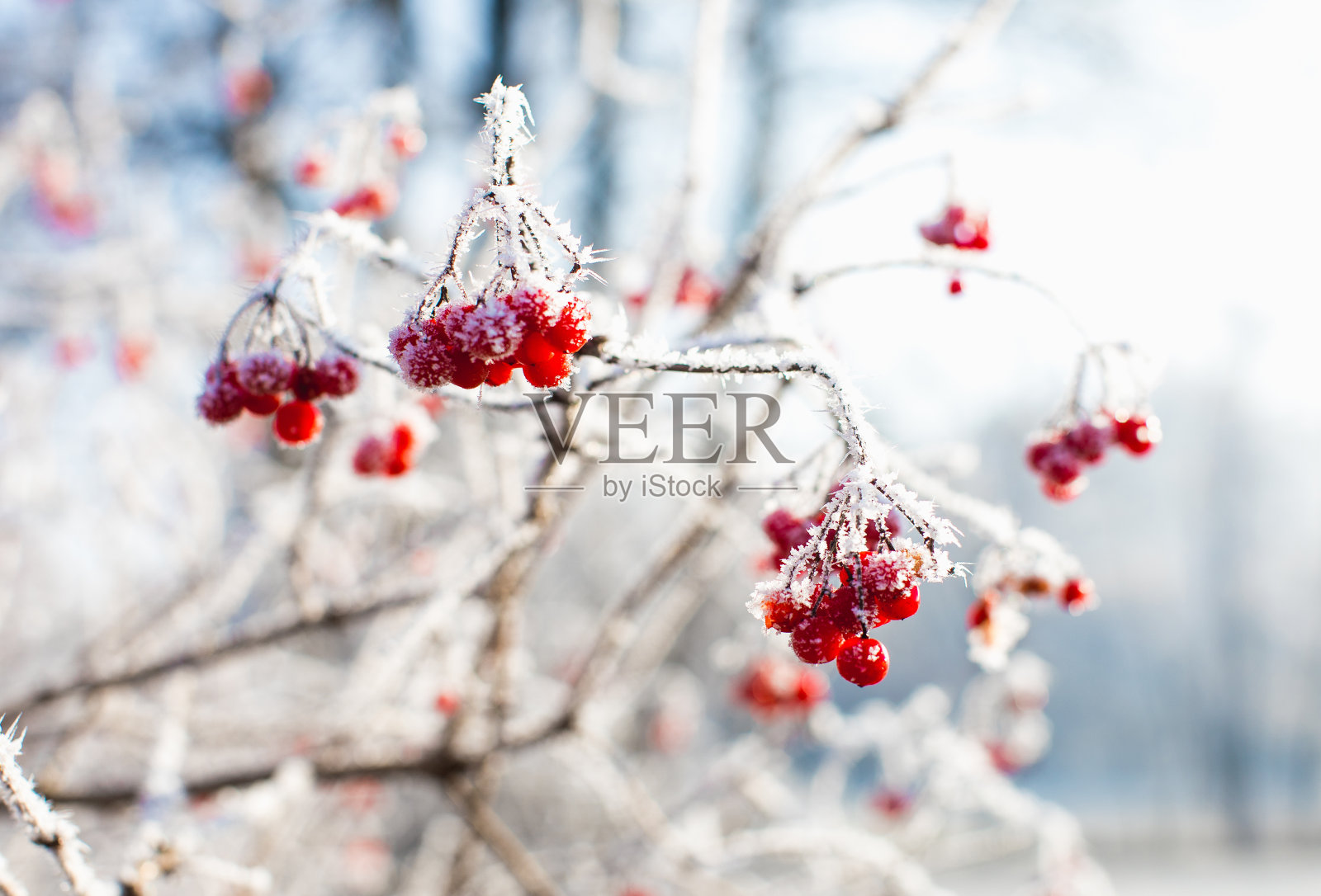 白雪覆盖的红浆果的特写照片摄影图片