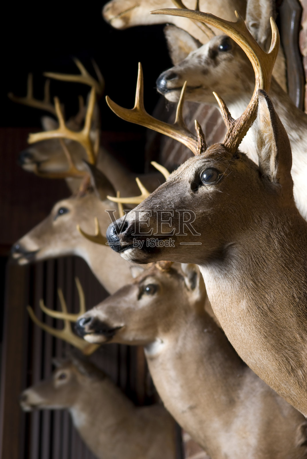 公鹿头照片摄影图片