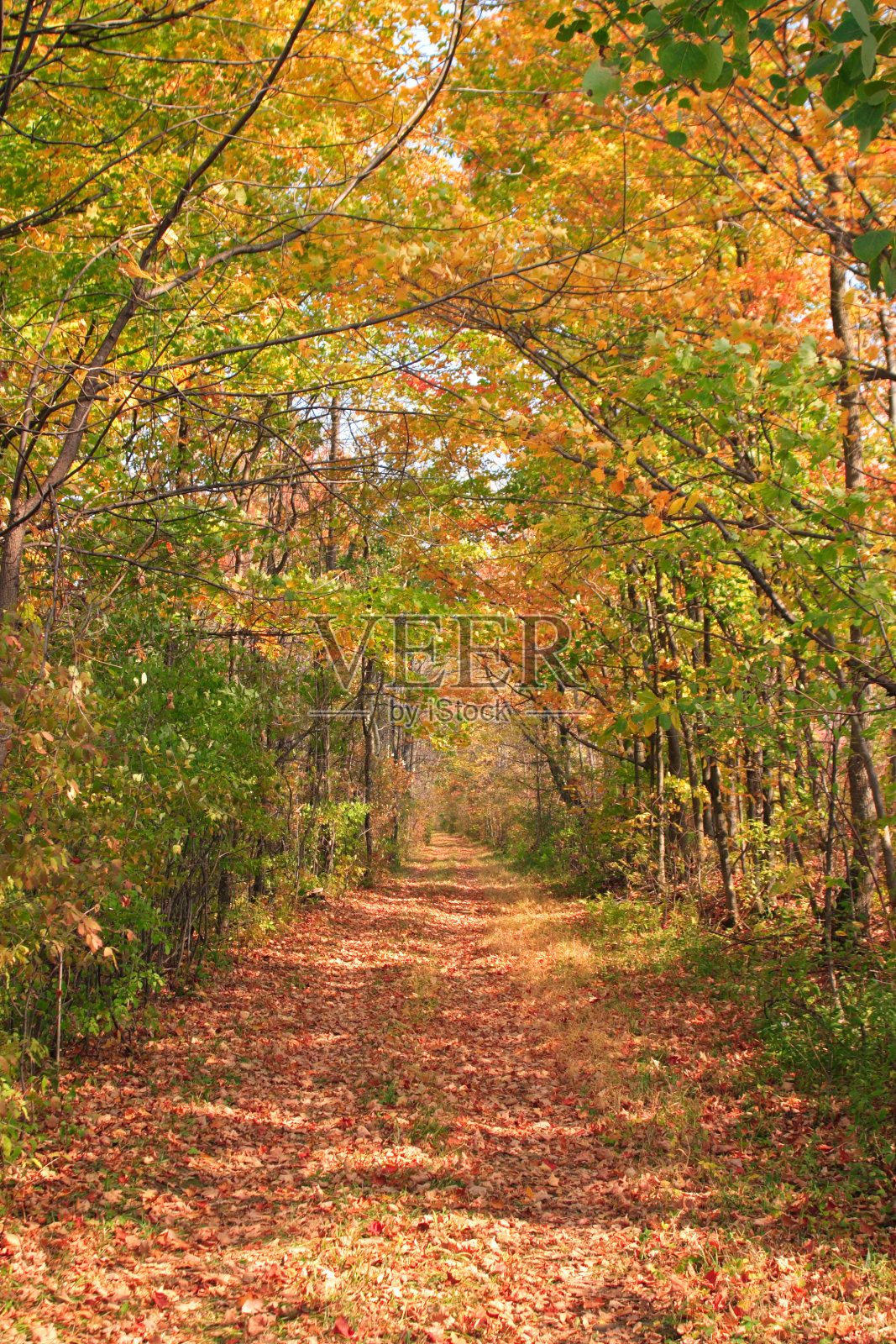 秋天巷照片摄影图片