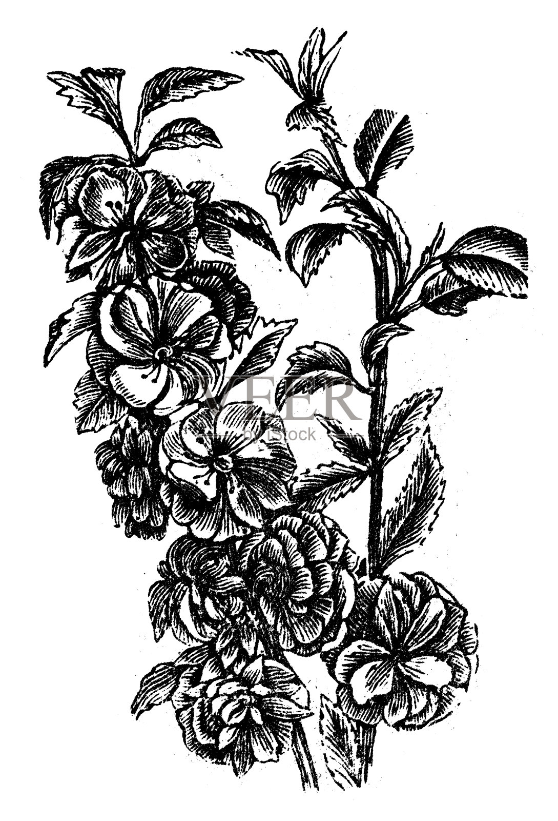 三叶李的古董插图插画图片素材