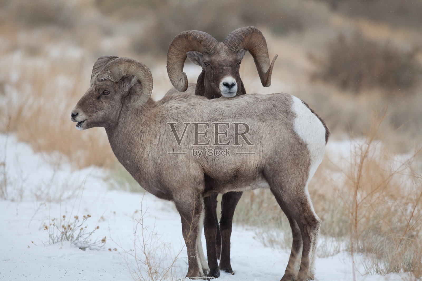 大角羊照片摄影图片