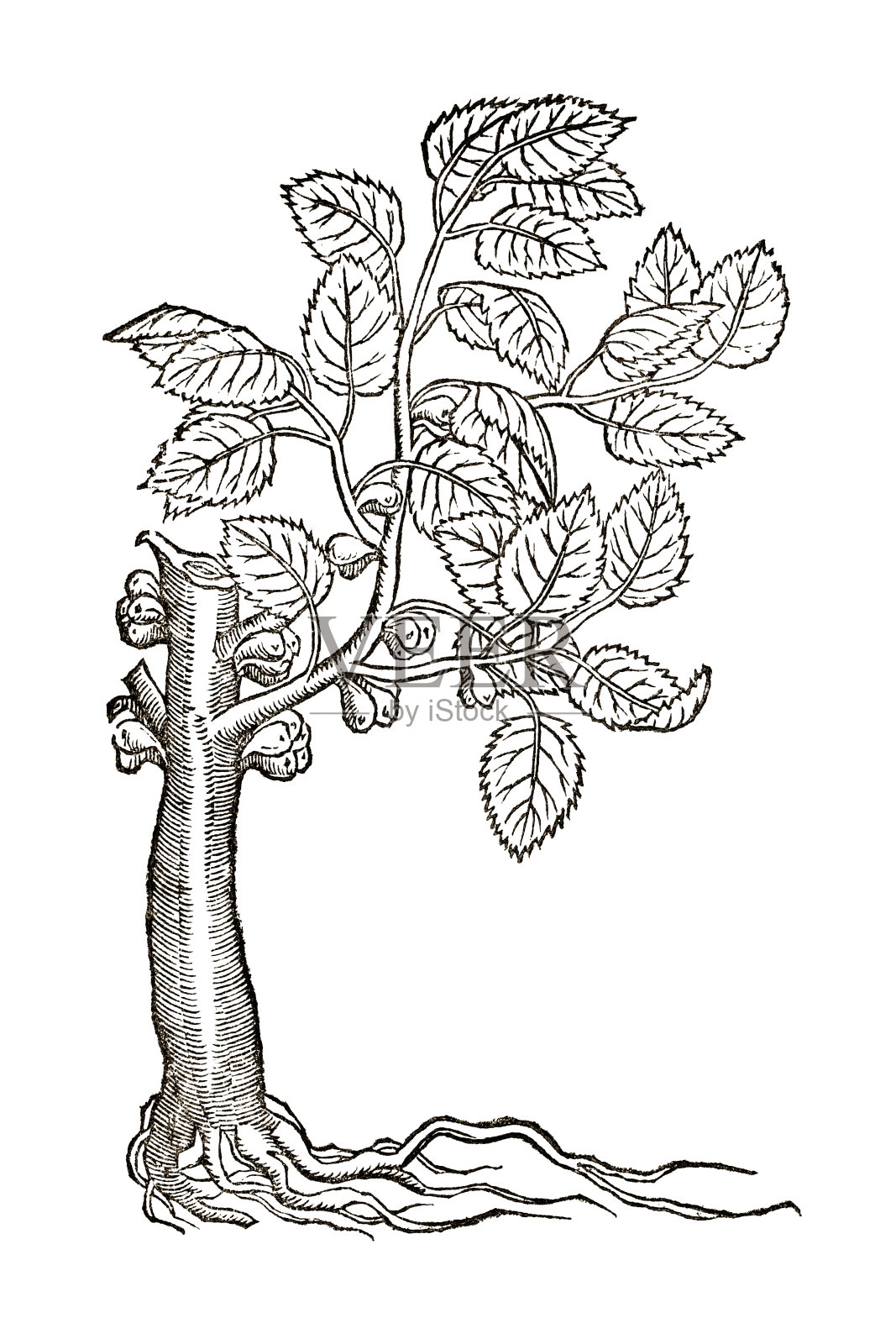 无花果树，17世纪植物图例设计元素图片