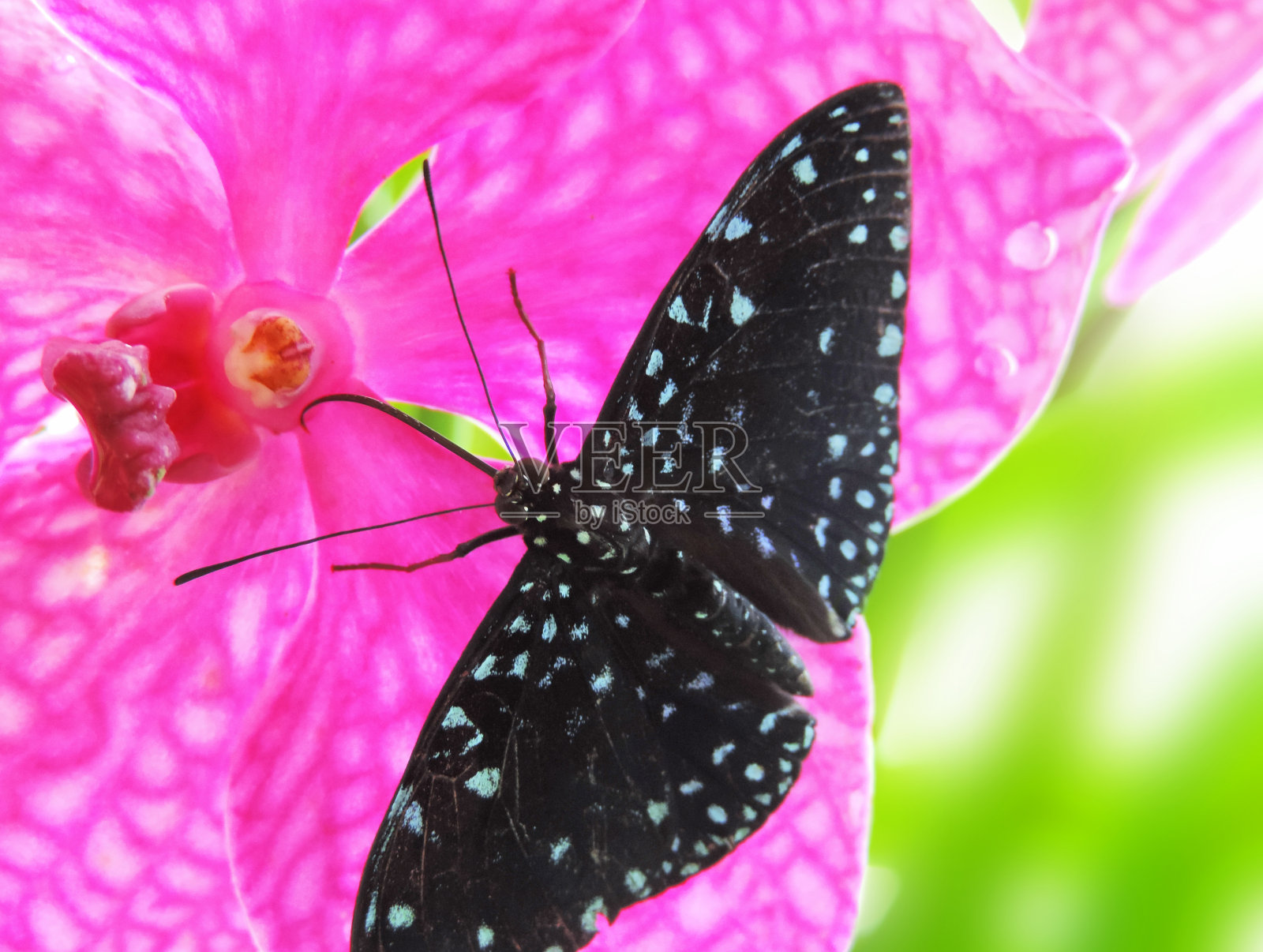 蝴蝶和兰花照片摄影图片