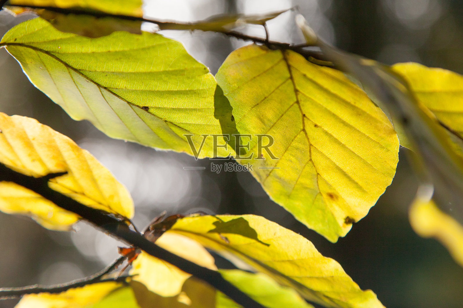 秋天的落叶照片摄影图片
