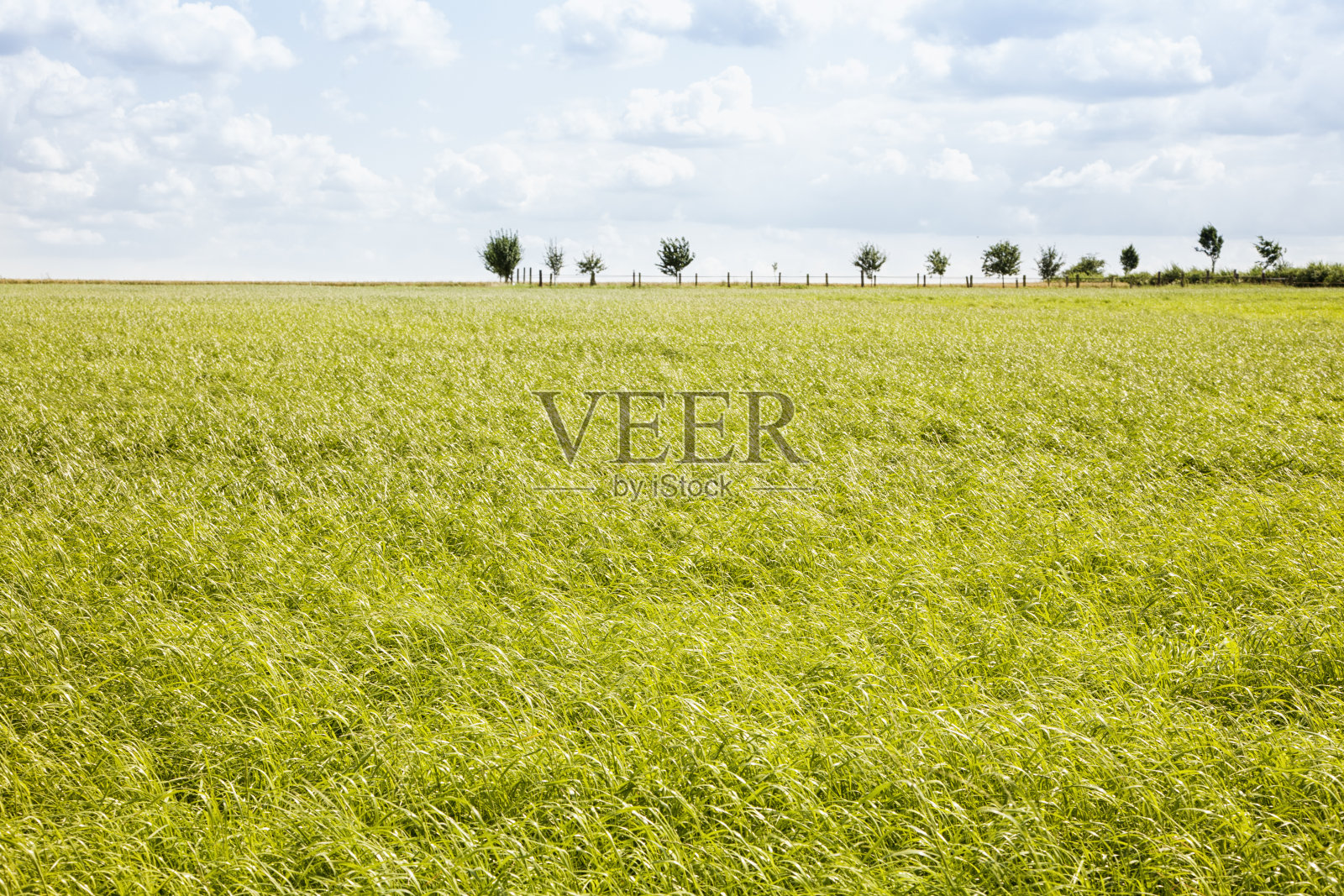 夏天的草地照片摄影图片