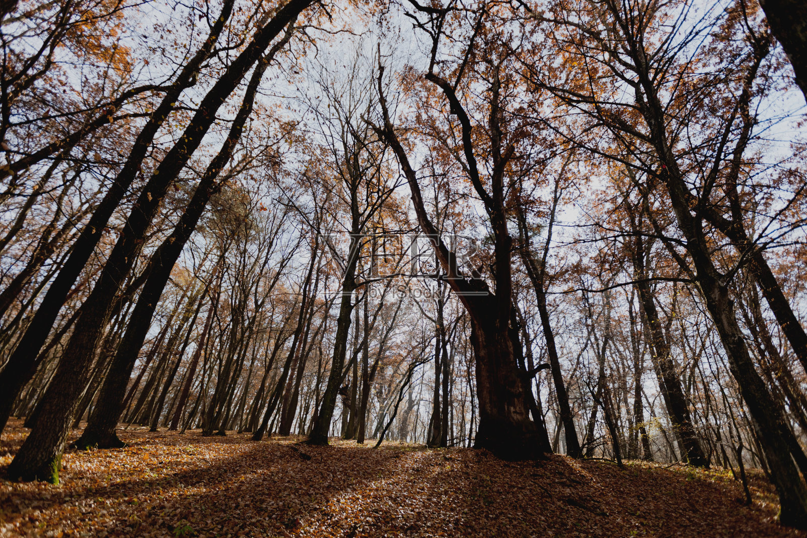 多雾的早晨照片摄影图片