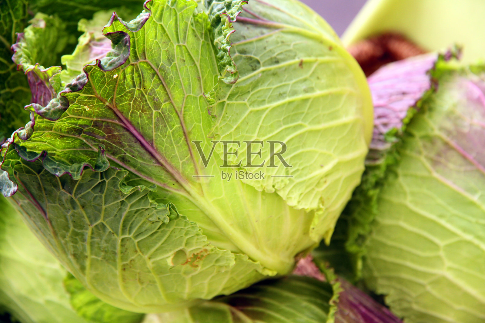 发光Cabages照片摄影图片