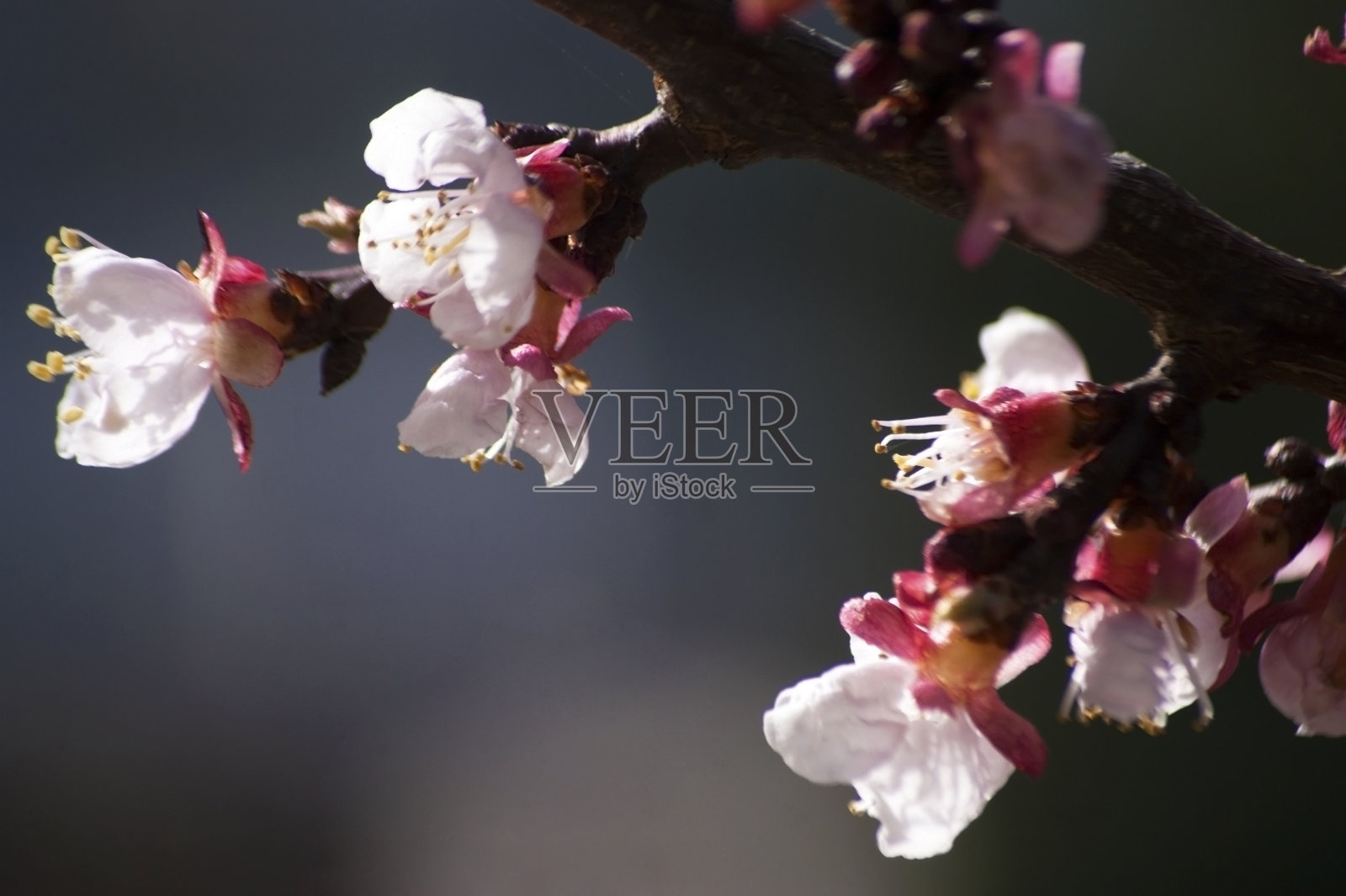 近距离看杏树花照片摄影图片