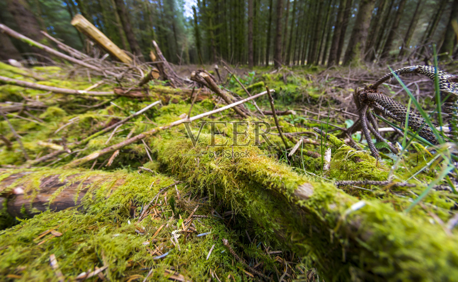 长满青苔的森林地面照片摄影图片