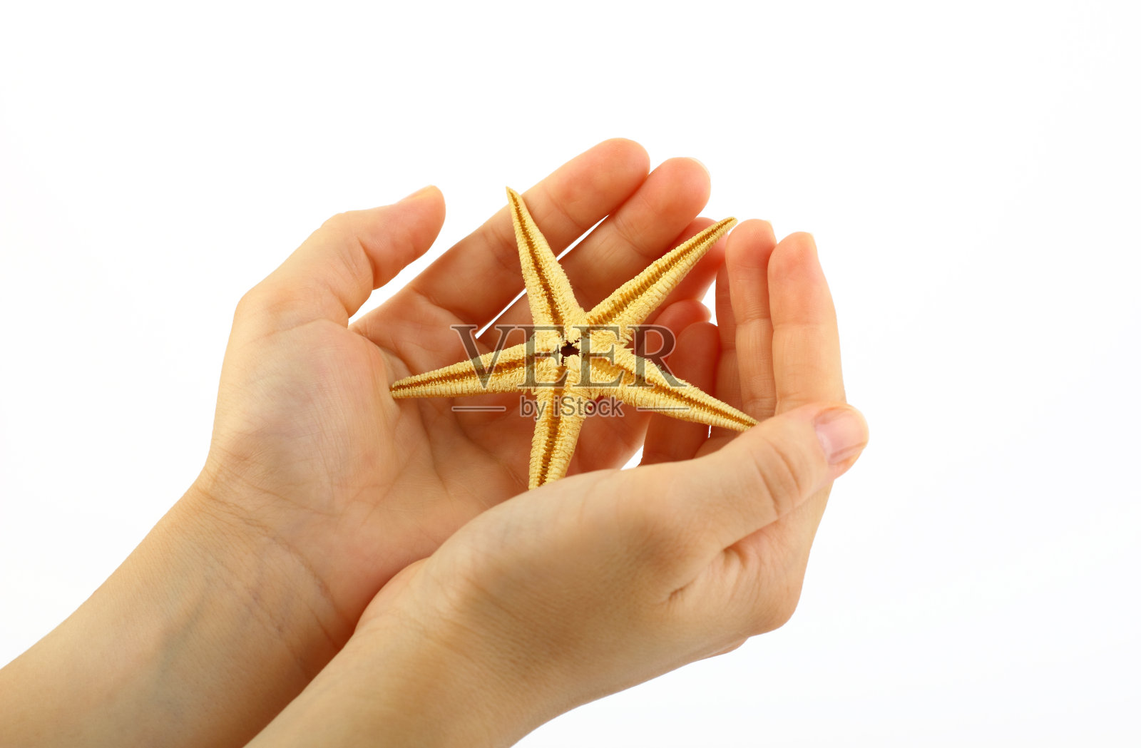 手拿着海星照片摄影图片