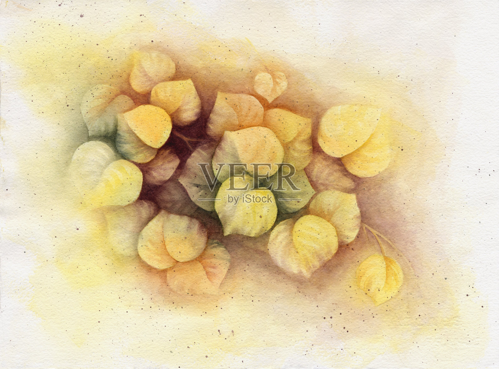 黄色的阿斯彭插画图片素材