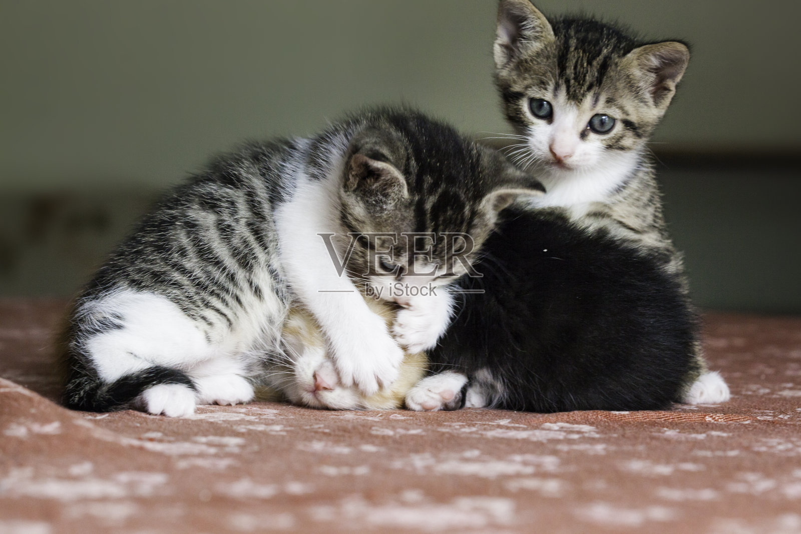 朋友照片摄影图片