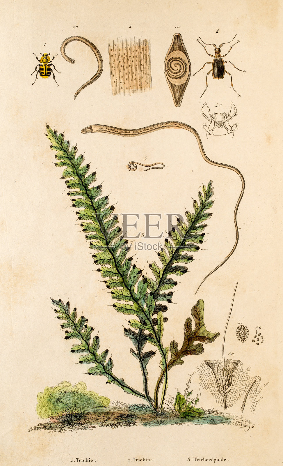 鞭虫、苔藓昆虫插画图片素材