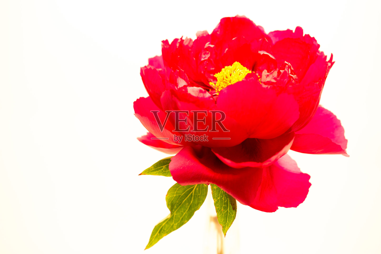 牡丹孤立在白色高调照片摄影图片