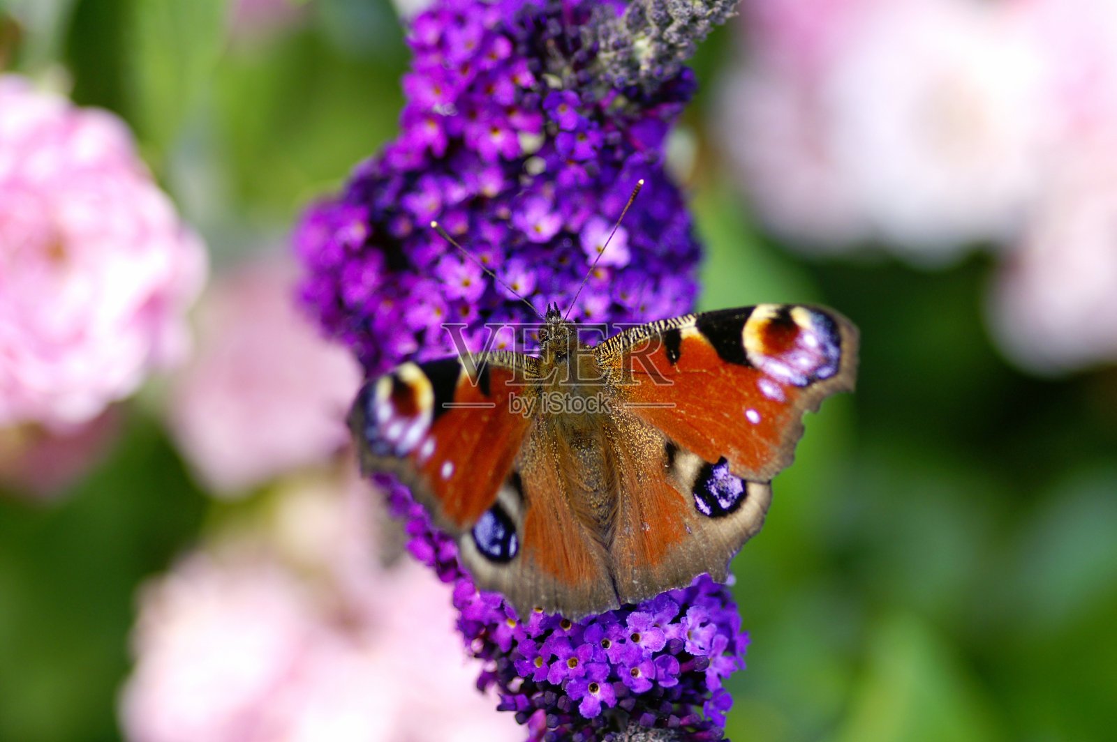日孔雀蝴蝶在夏日丁香上照片摄影图片
