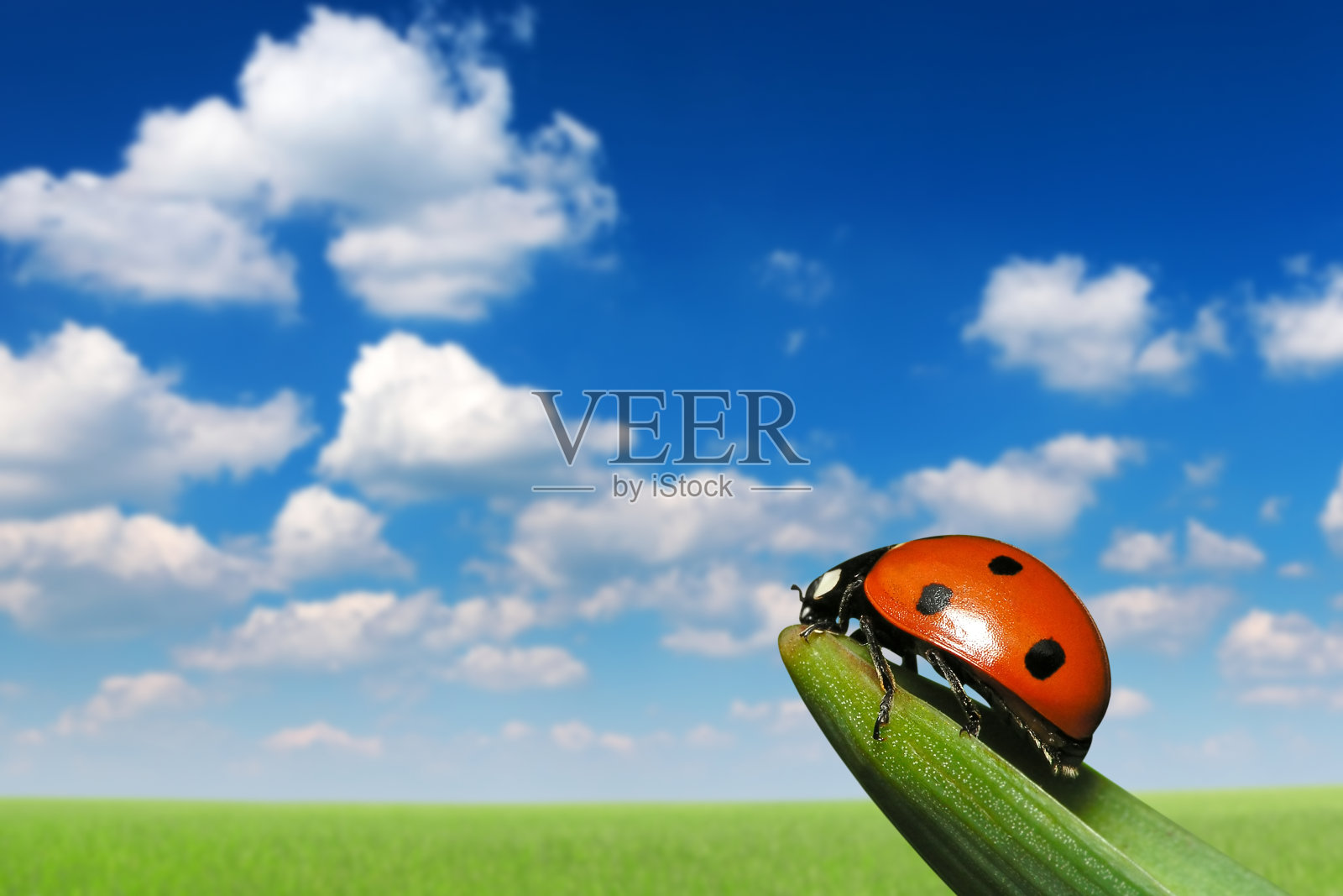 瓢虫照片摄影图片