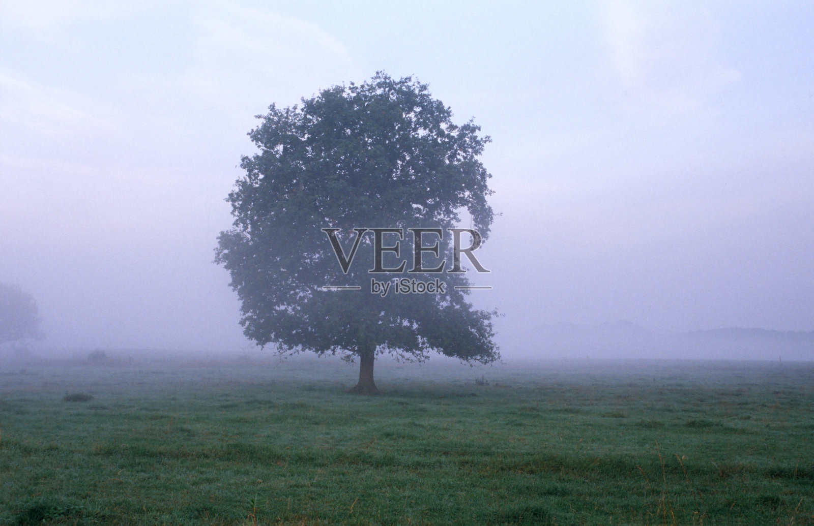 雾中的树照片摄影图片