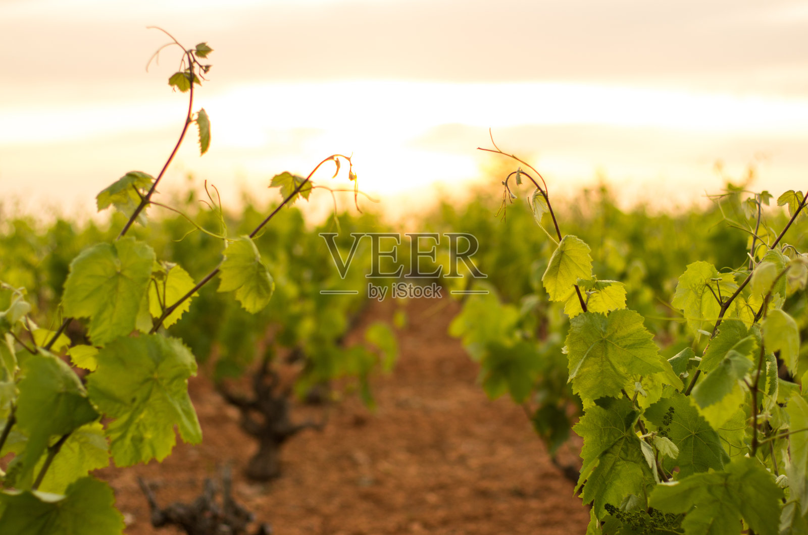 日出晨葡萄园，黄澄澄云雾，黄昏penedes照片摄影图片