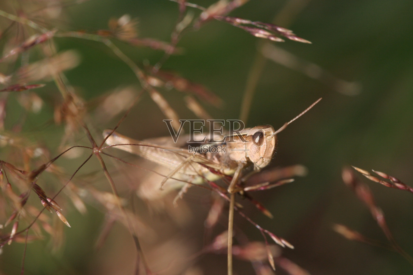 蚱蜢照片摄影图片