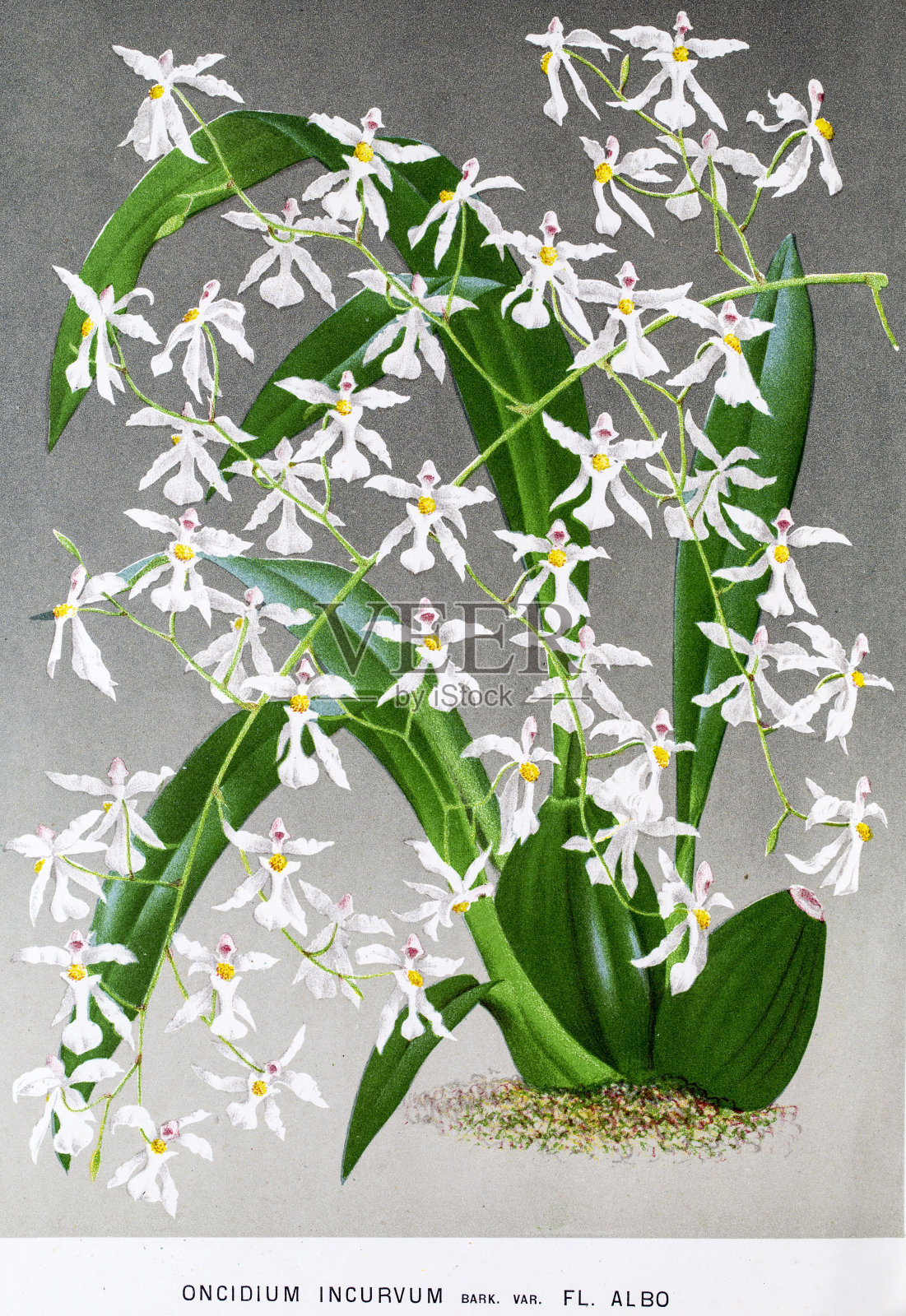 兰花植物19世纪的litho由林登插画图片素材