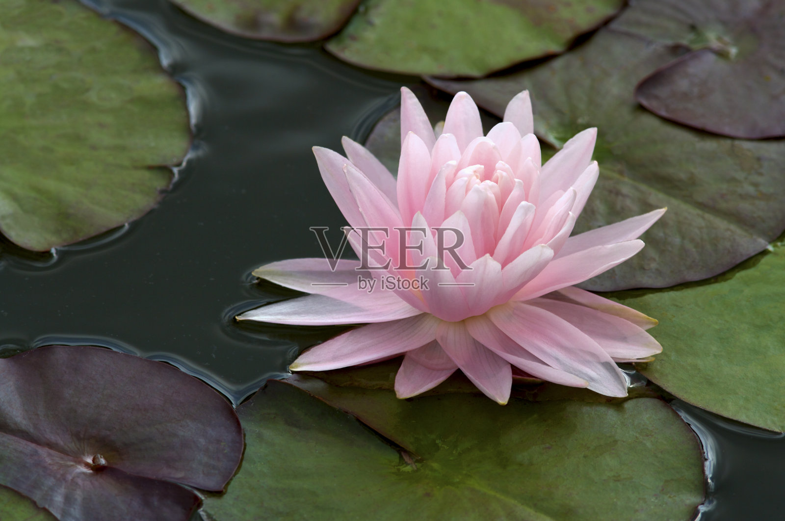 美丽的粉红色睡莲照片摄影图片