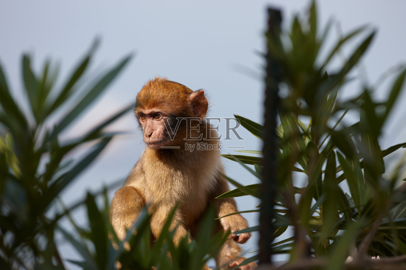 无尾巴巴里猕猴，直布罗陀照片摄影图片